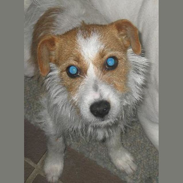 Photo of Bindi