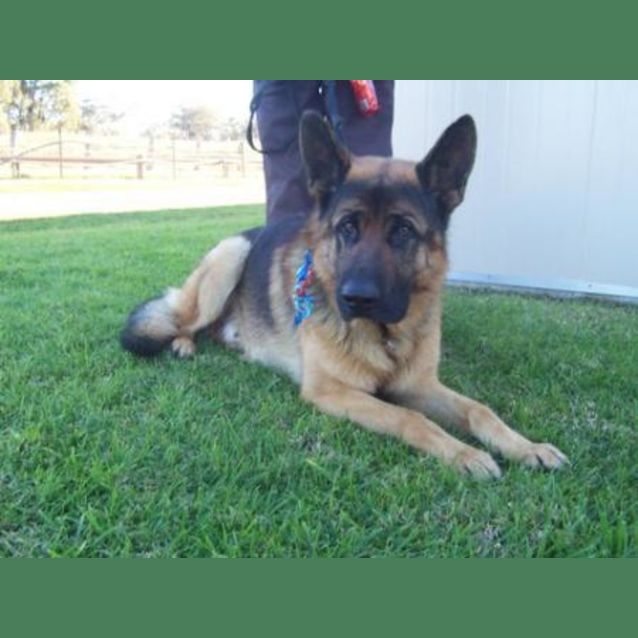 Photo of Carne   On Hold Pending Adoption