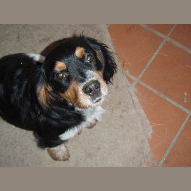 Photo of Freckles