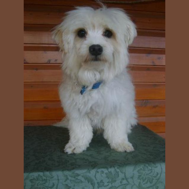 Photo of Pandie