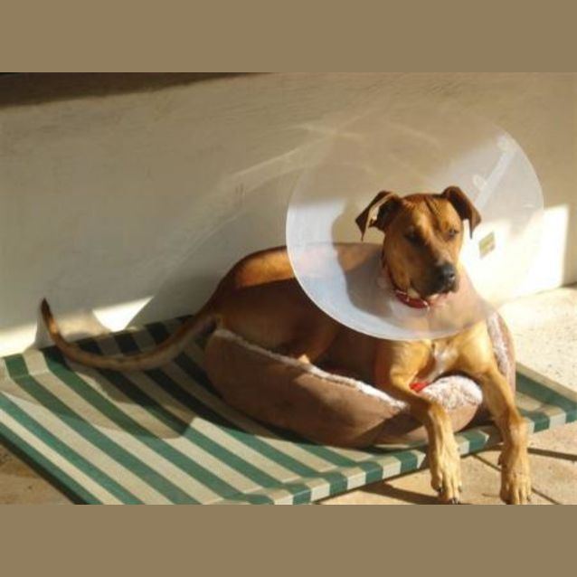 Photo of Scooby