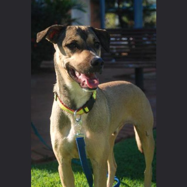 Photo of Buddy