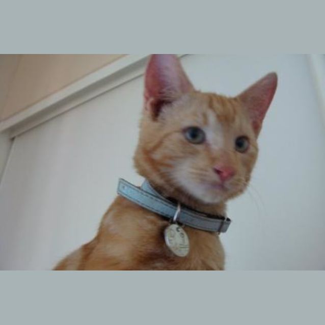 Photo of Basil