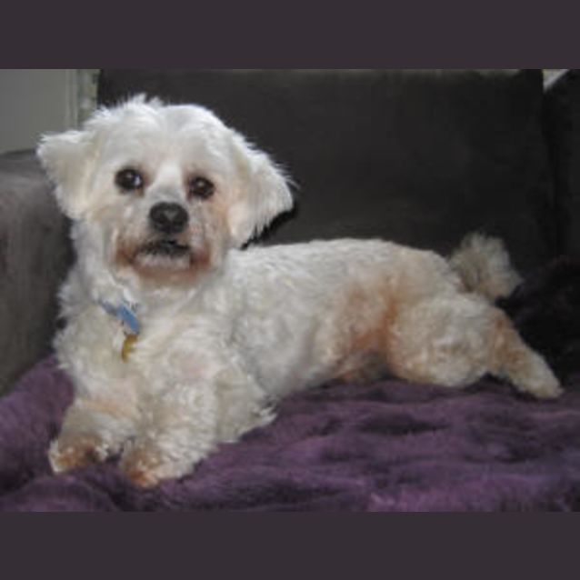 Photo of Marshmallow