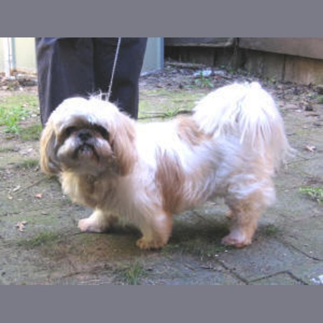 Photo of Fonzie