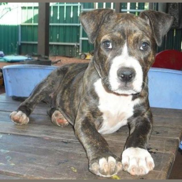 Photo of Raisin