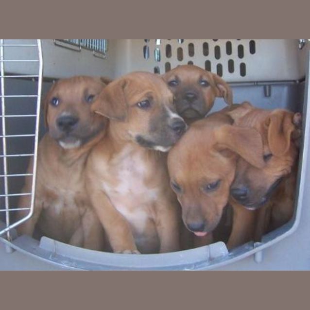 Photo of Narla's Puppies