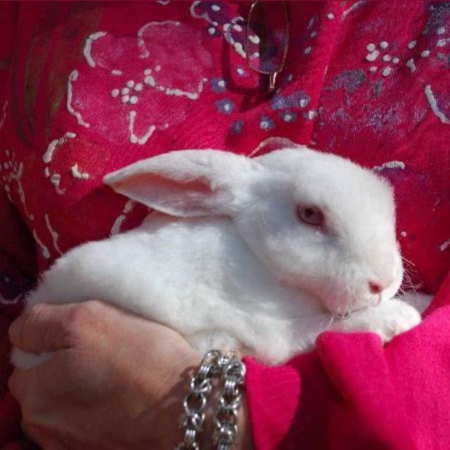 Photo of Posey  Baby Bunny  On Hold