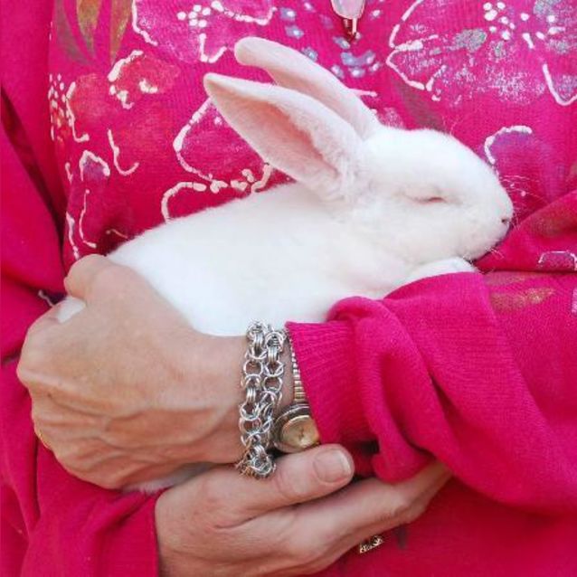 Photo of Rosey  Baby Bunny  On Hold