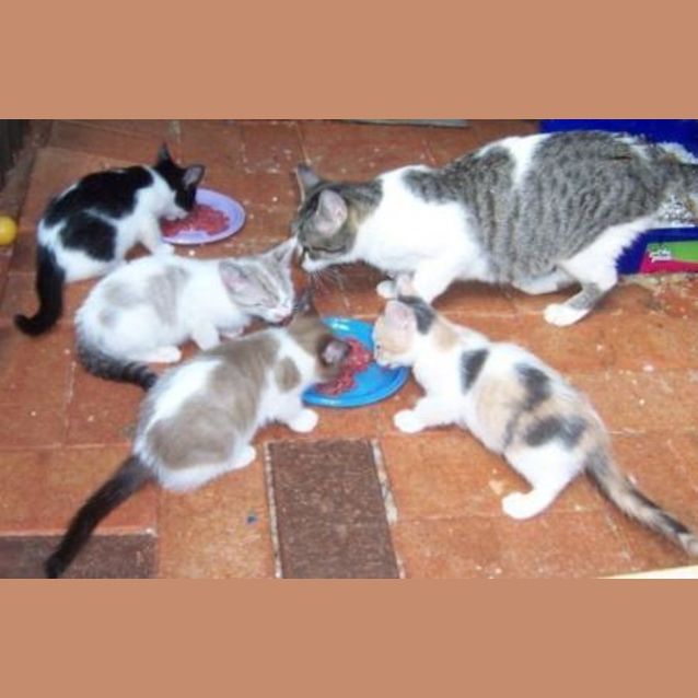 Photo of Rebekah's Kittens