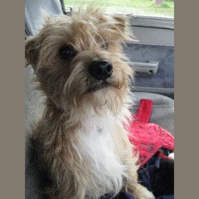 Photo of Benji