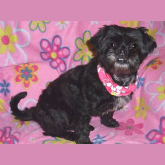 Photo of Mollie Is Trying A New Home (No More Calls Please)