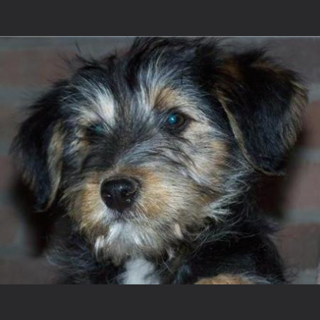 Photo of Ashur