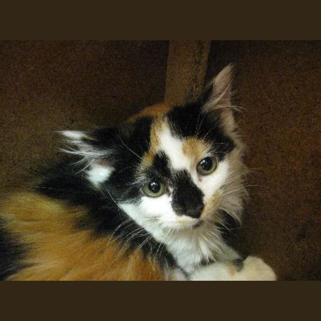 Photo of Rajah