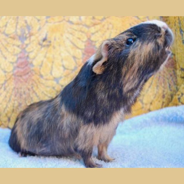Photo of Borsica