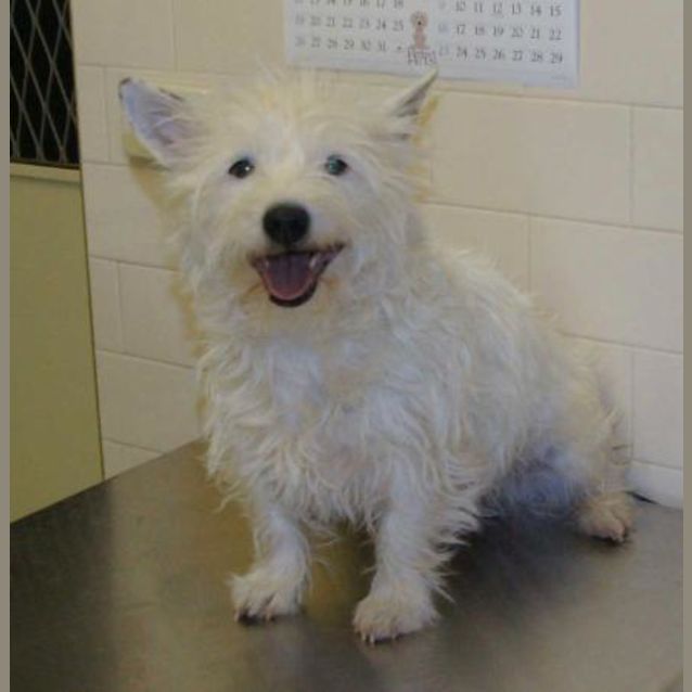 Photo of Snowzie