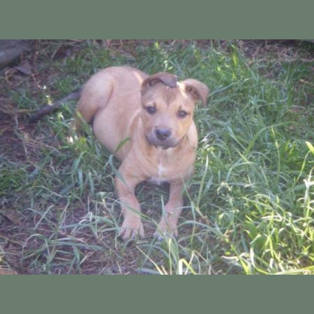 Photo of Sasha On Hold Adoption Dending