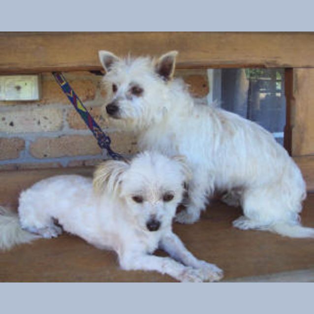Photo of Whickett & Jackal