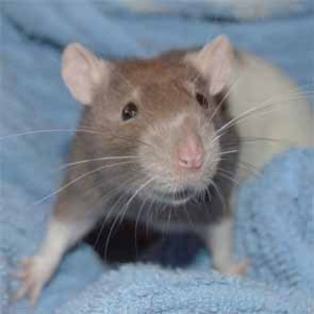 Photo of Gin