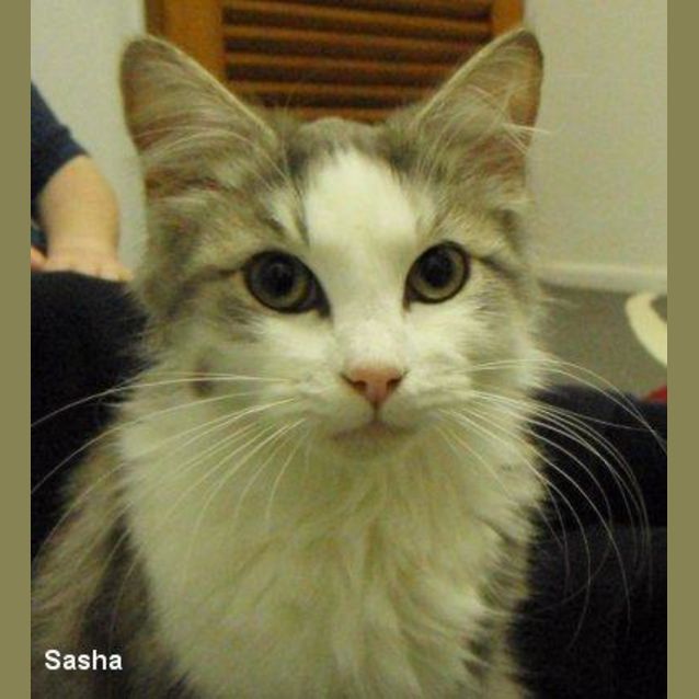 Photo of Sasha
