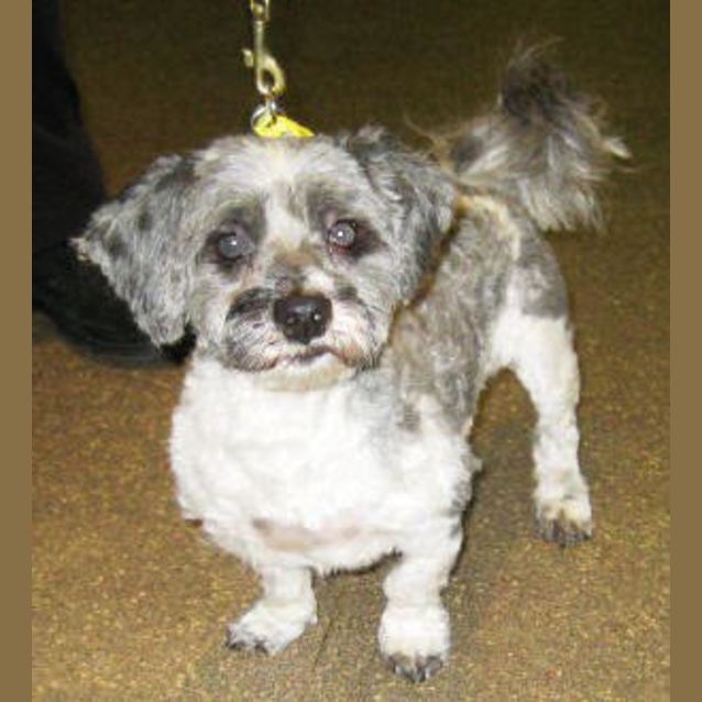 Photo of Chester