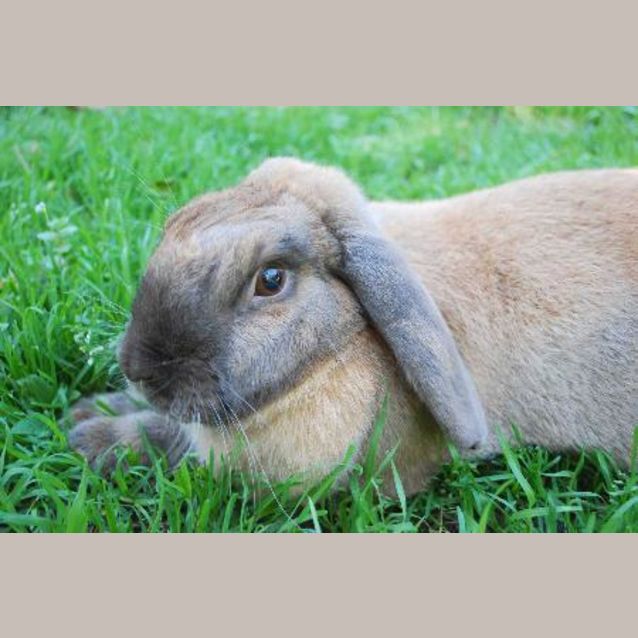 Photo of Bennie