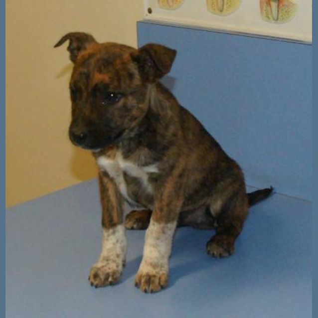 Photo of Rosco