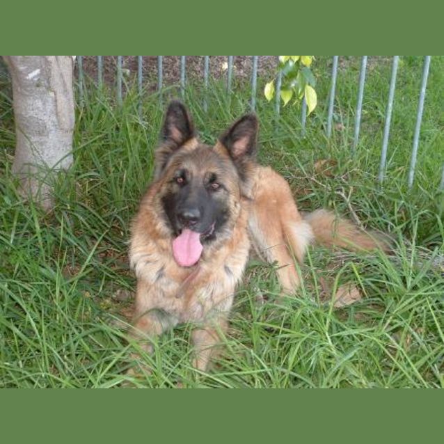 Photo of Fuzz