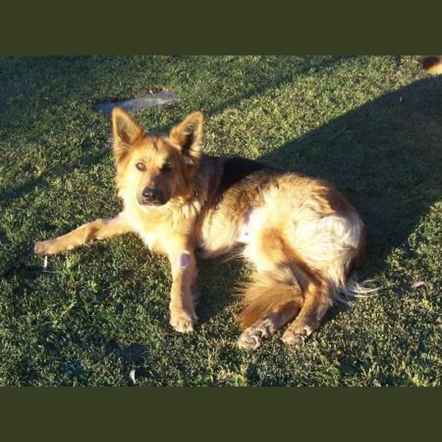 Photo of Trinity   On Hold Pending Adoption