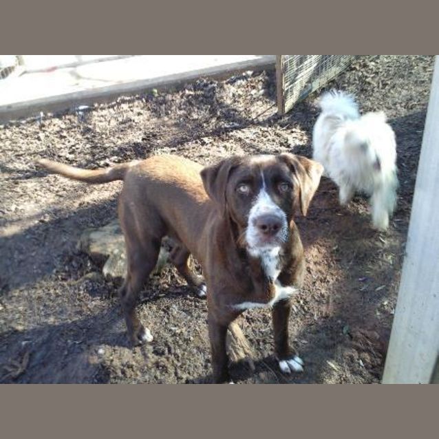 Photo of Fudge