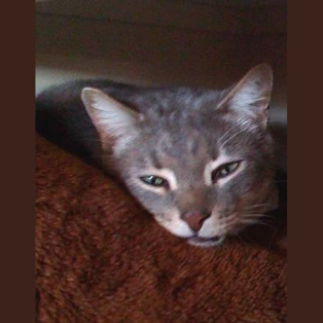 Photo of Boo