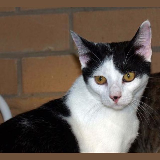 Photo of Oscar