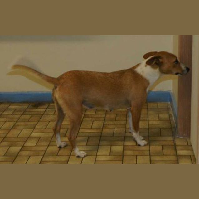 Photo of Tishee