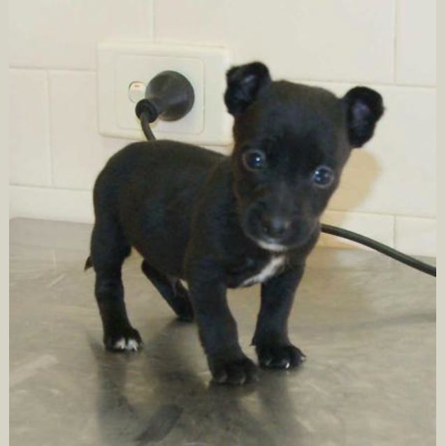 Photo of Sparkie