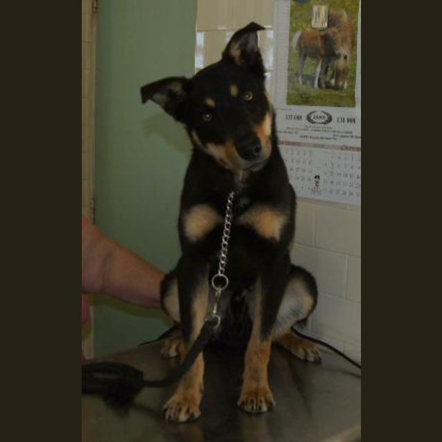 Photo of Rowdy