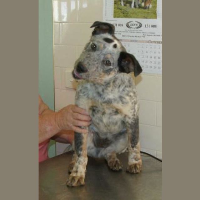 Photo of Bertie
