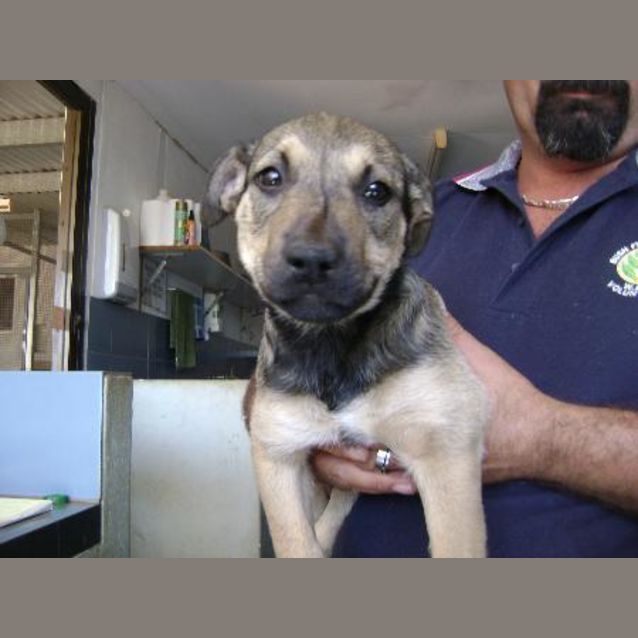 Photo of Sheba