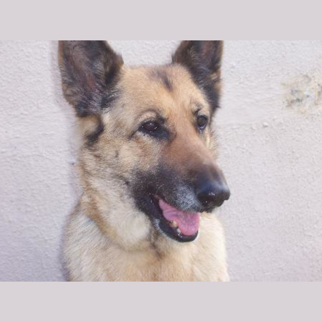 Photo of Sasha On Hold Pending Adoption