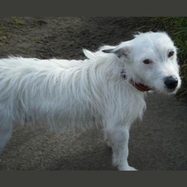 Photo of Scruff