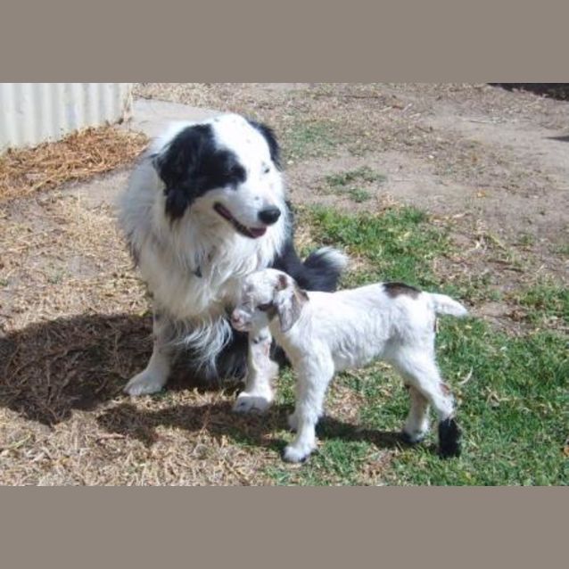 Photo of Thumbelina Adopted