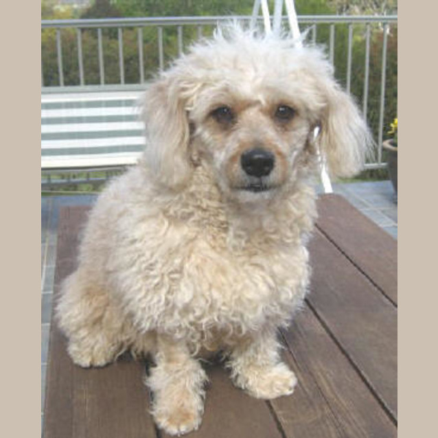 Photo of Chessie
