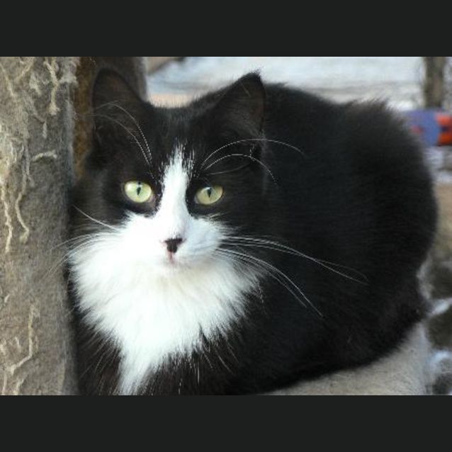 Photo of Merlot