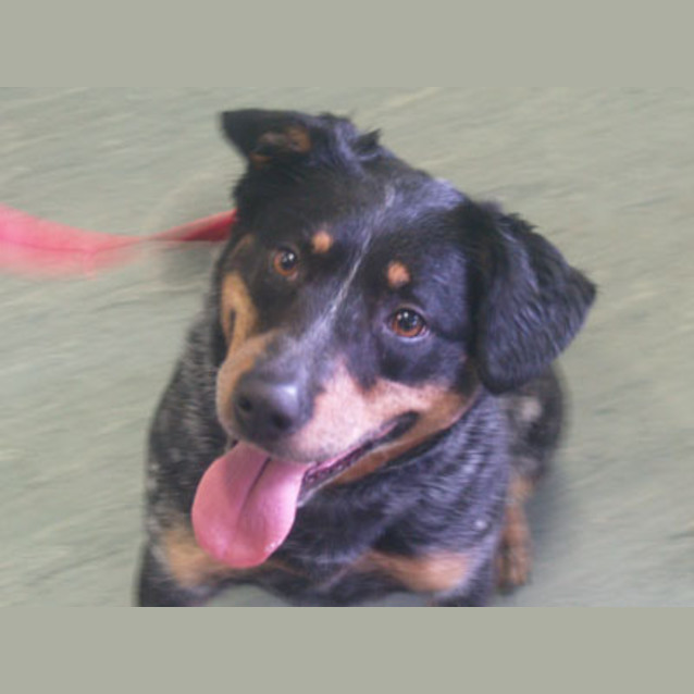 Photo of Indy