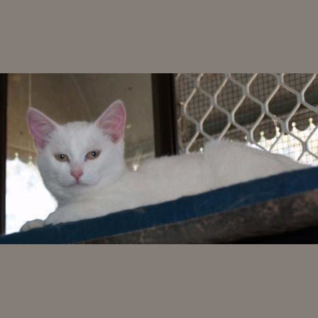 Photo of Snowdrop