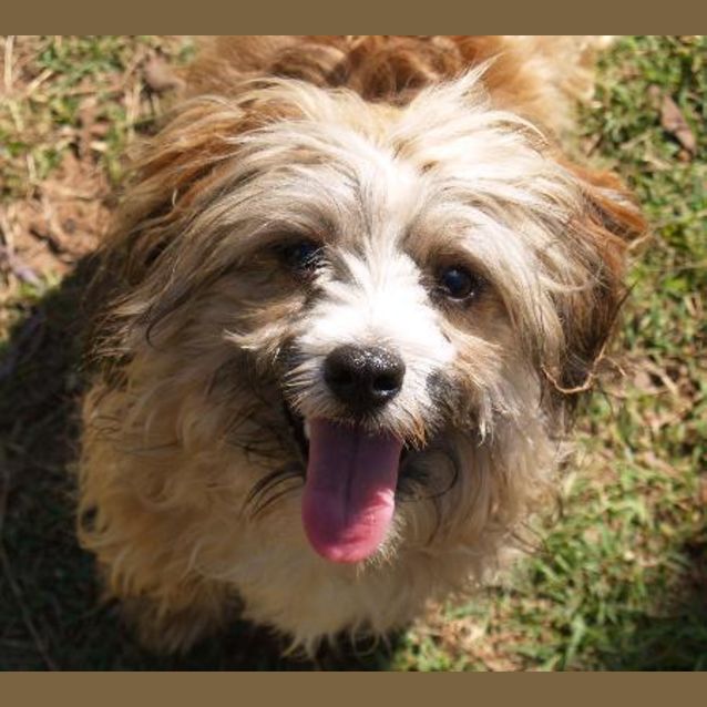 Photo of Milo