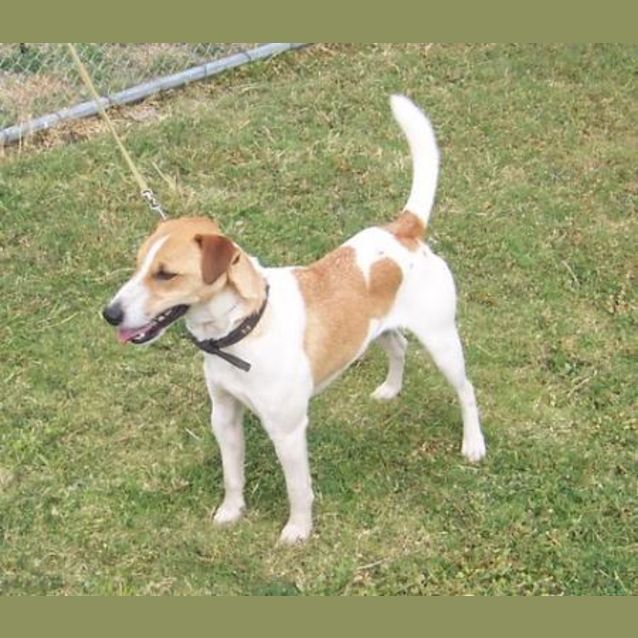 Photo of Buddy