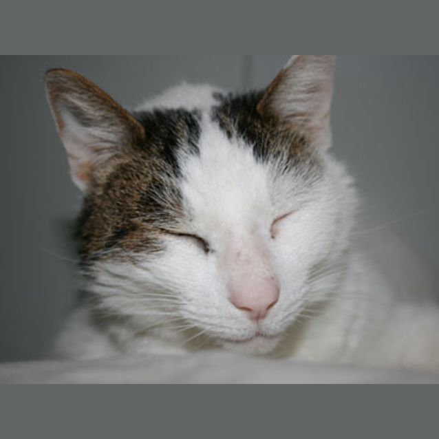 Photo of Cleocatra