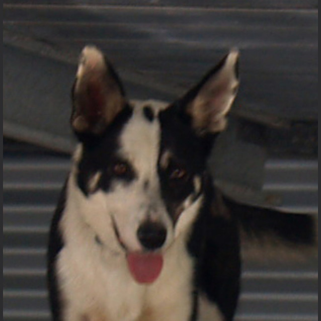 Photo of Smudge