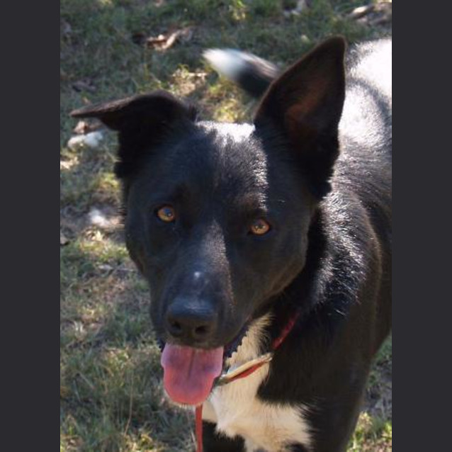 Photo of Schmirnoff (Smirny)