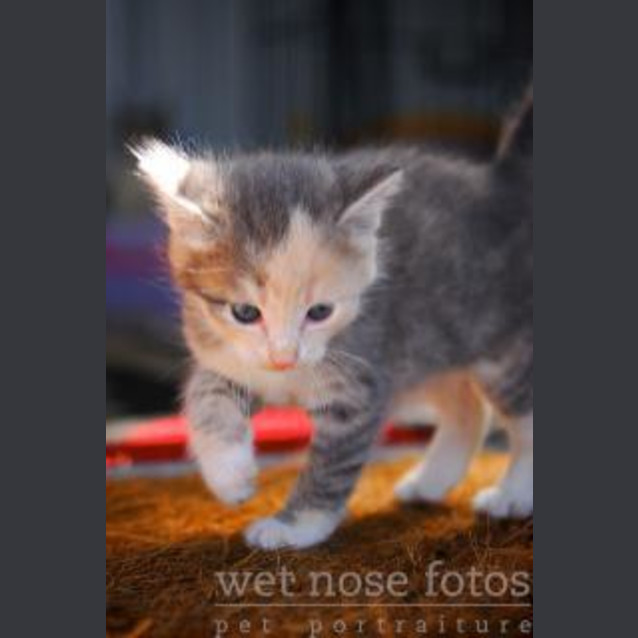 Photo of Pixie